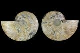 Agatized Ammonite Fossil - Madagascar #135264-1